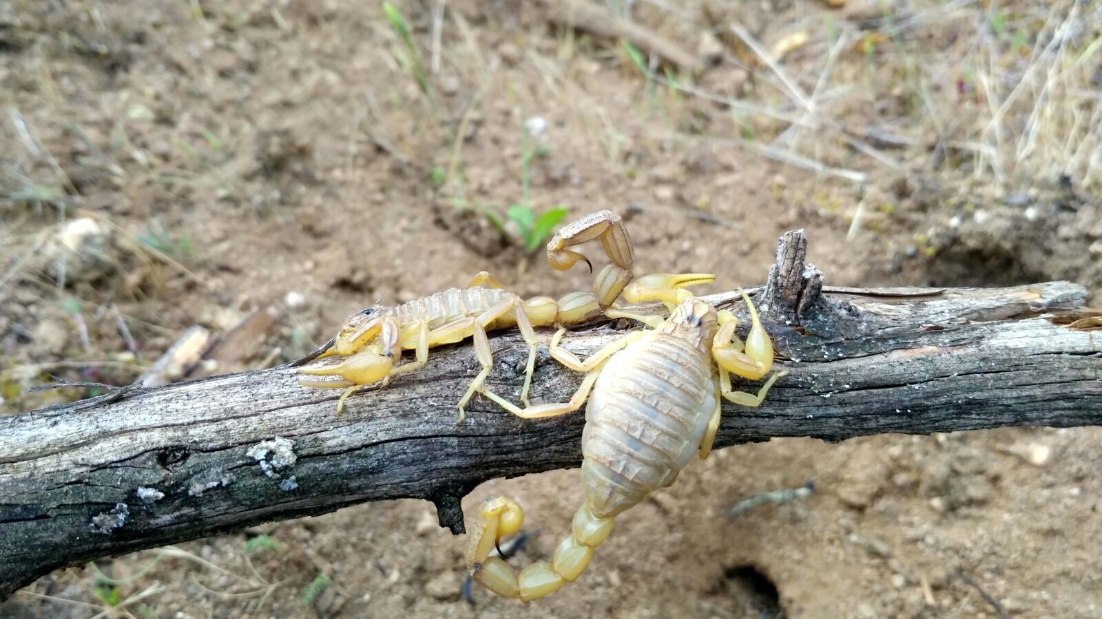 escorpión amarillo