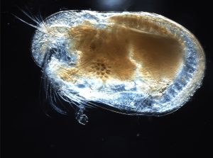 ostracoda