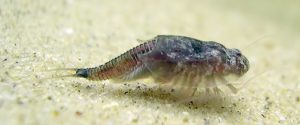 triops de agua