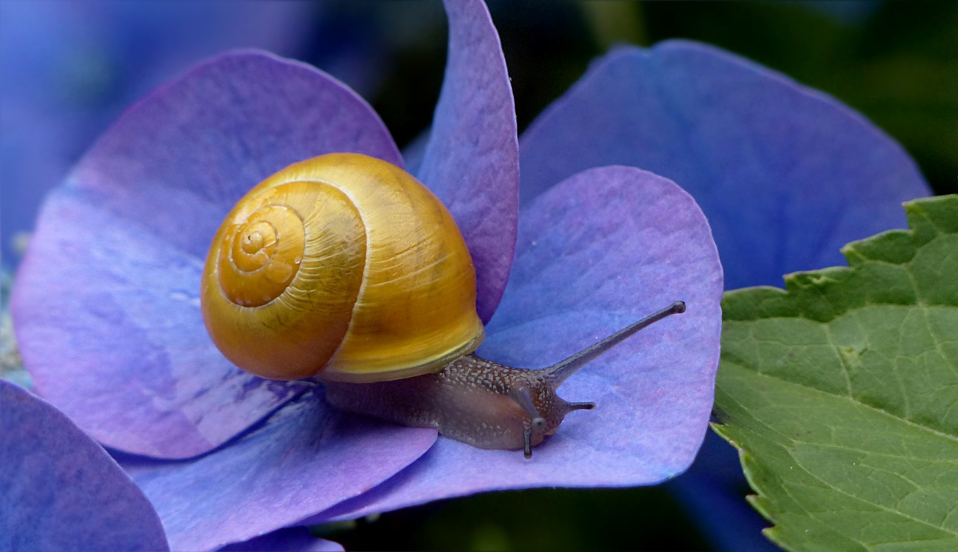 caracol amarillo