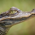 cocodrilos, crocodilia