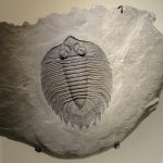 trilobites, trilobita