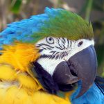 loro azul y amarillo