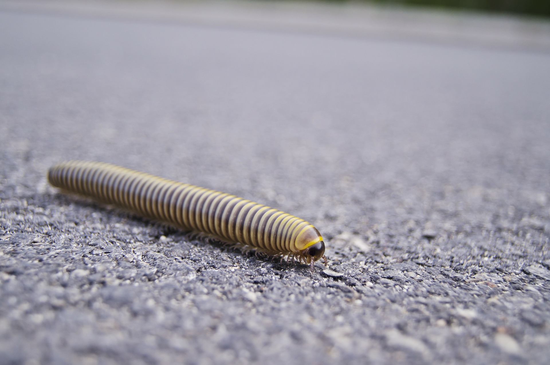 miriápodos, myriapoda