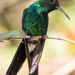 colibrí esmeralda