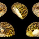 caracolas de colores