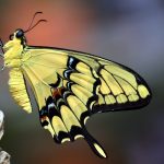 lepidópteros, mariposas y polillas