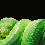 escamosos, squamata
