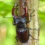 coleópteros, escarabajos