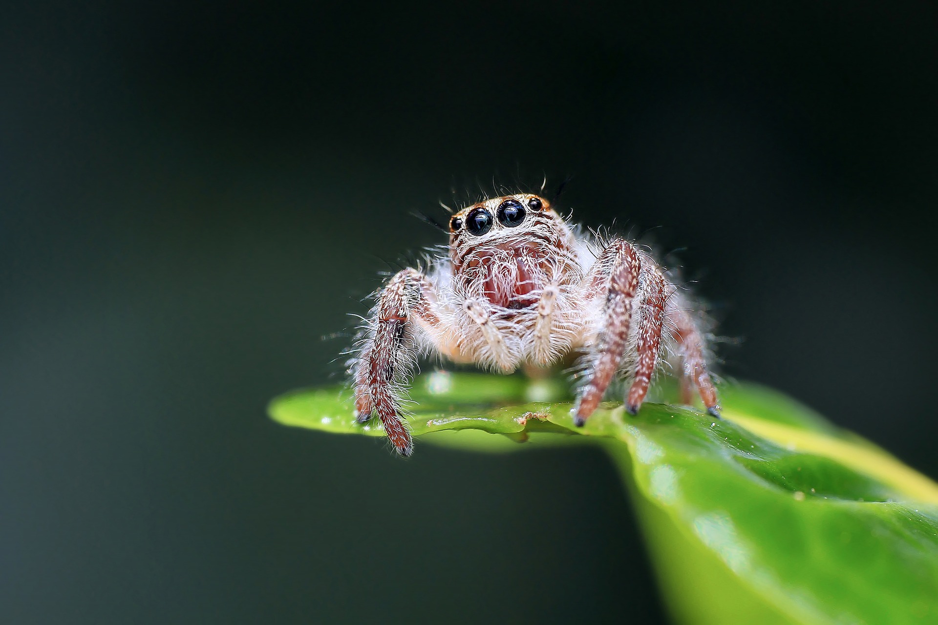 arácnidos, arachnida