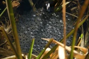 huevos de rana