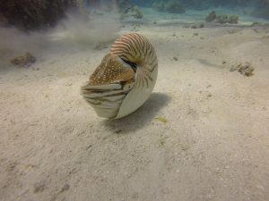 nautilos animal