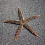 estrella de mar