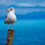 gaviota en el mar