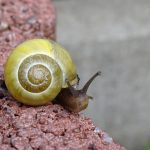 caracol amarillo