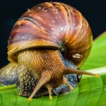 caracol de jardín