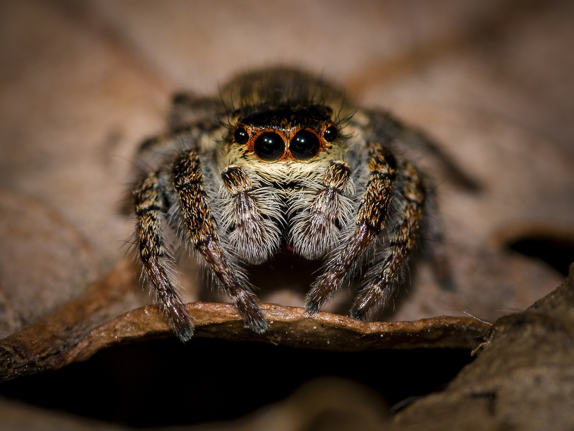 arácnidos, arachnida