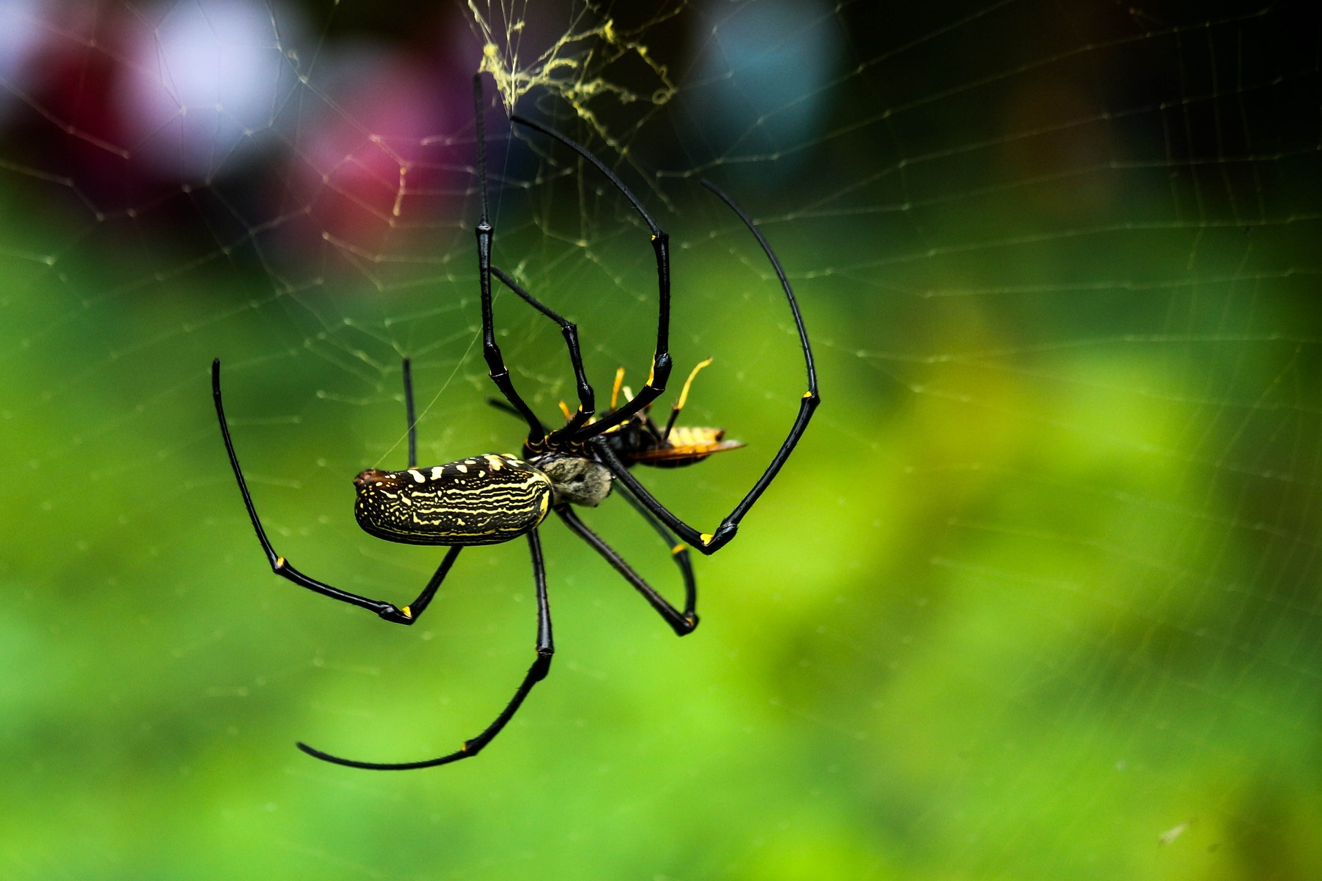 araña negra