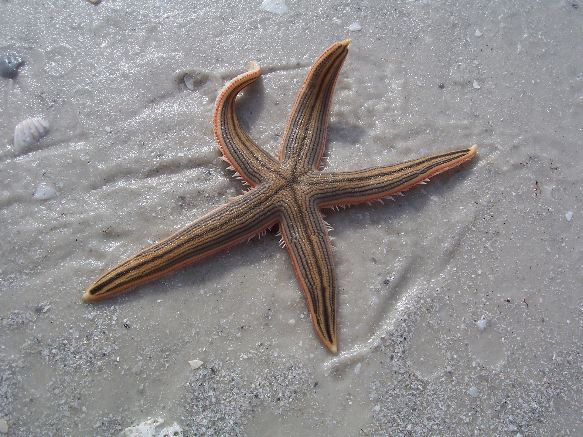 asteroideos, estrellas de mar