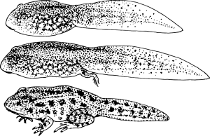 Metamorfosis de la rana