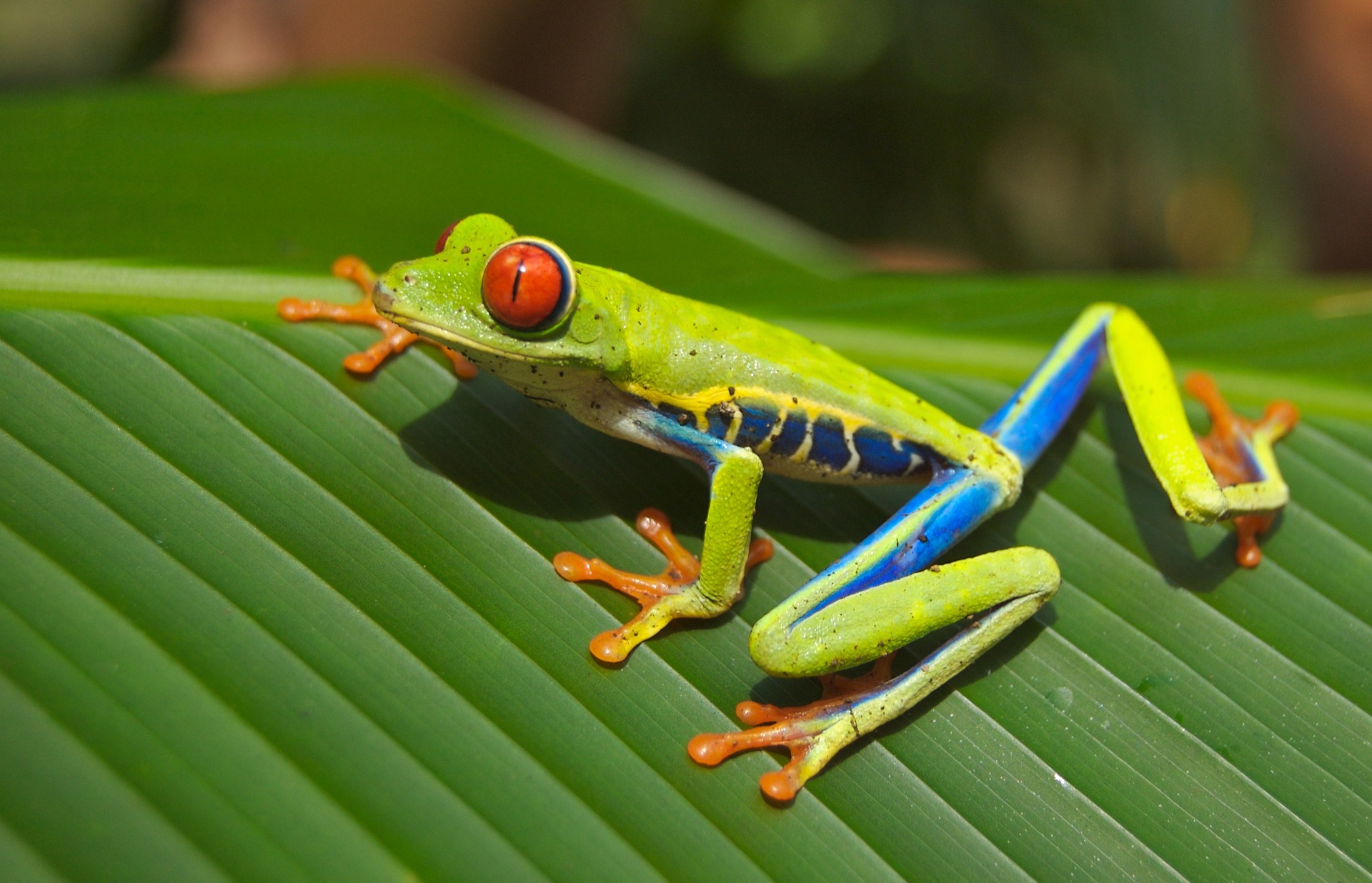 anfibios, amphibia