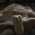 tortugas o quelonios, testudine