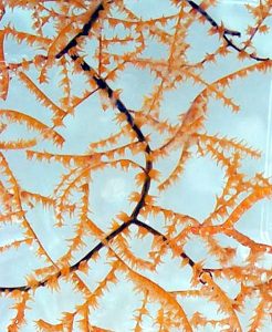 Antipatarios, corales negros