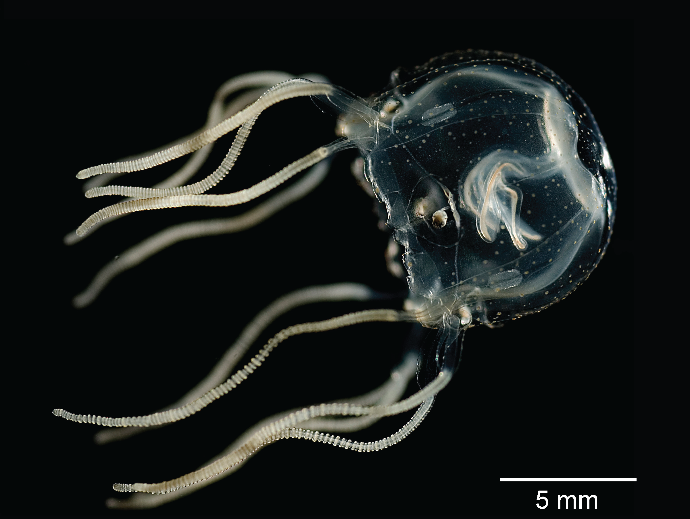 Carybdeida