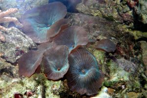 coralimorfario, falsos corales