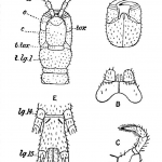 craterostigmomorfos, craterostigmomorpha