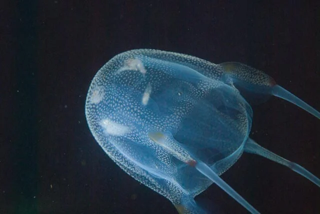 Cubozoa, medusa cubo