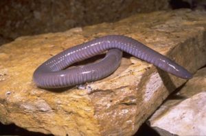 gimnofiones, gymnophiona