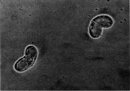 Malacosporea