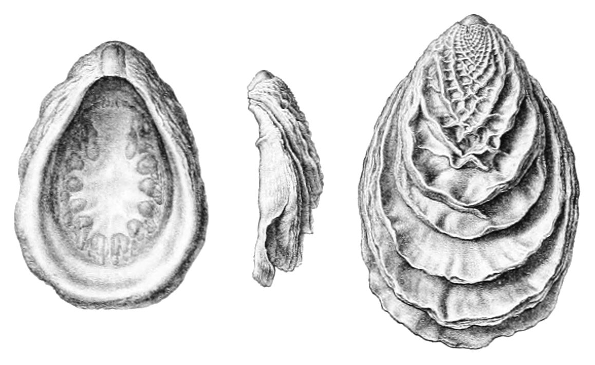 monoplacóforos, monoplacophora