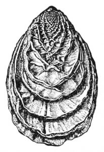  monoplacophorida