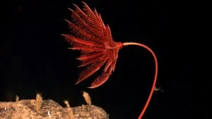 Isocrinida