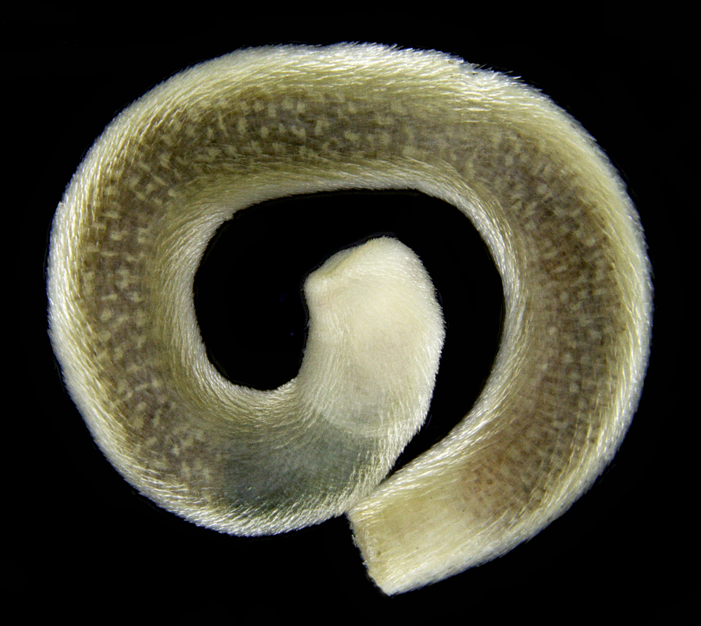 caudofoveados, caudofoveata