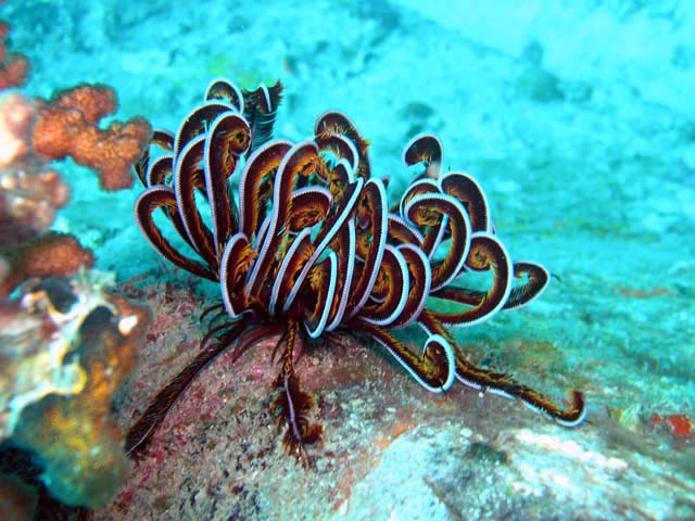 crinoideos