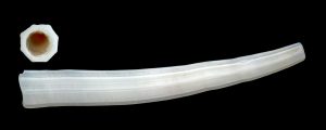 dentálidos, dentalíidos, dentaliida