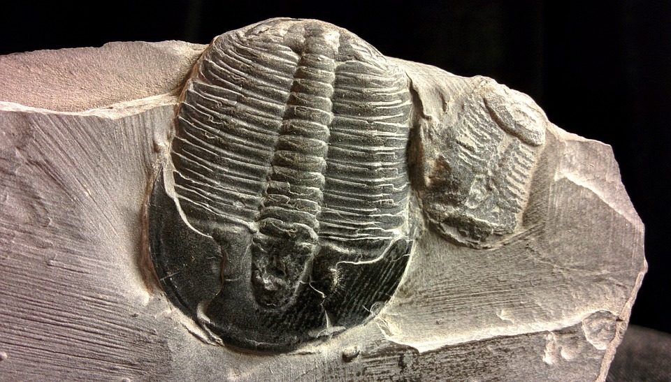 trilobites, trilobita