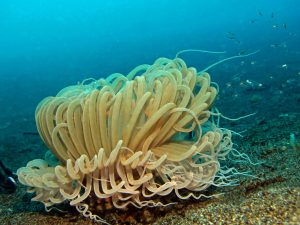 actiniarios, anémonas de mar