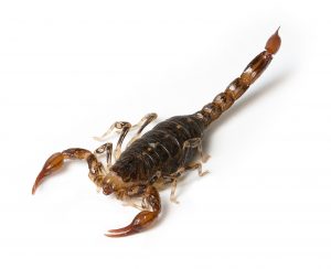 bothriuridae