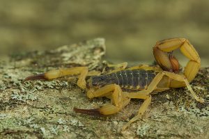 bútidos, buthidae