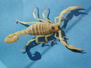 escorpiones peludos, caraboctonidae: