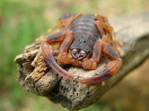 Chaerilidae