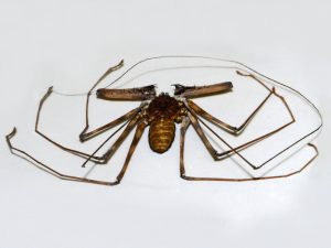 charontidae