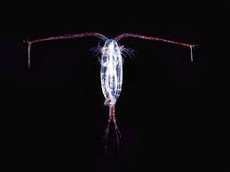 copépodos, copepoda