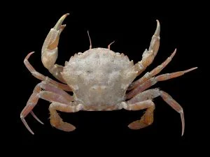 eumalacostraca