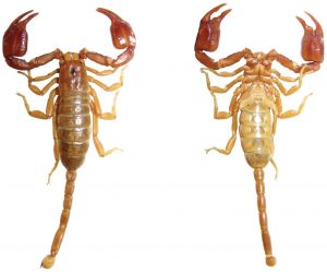 Euscorpiidae