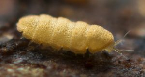 hexamerocerata